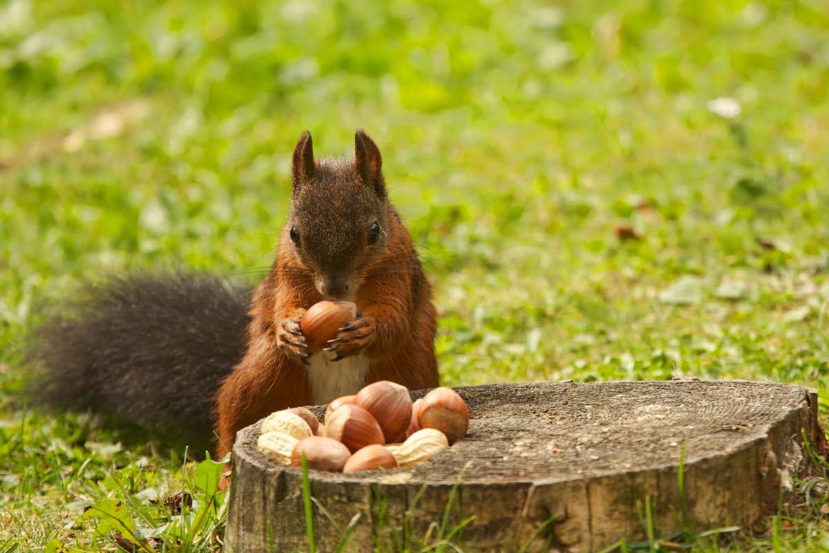 How To Store Acorns For Squirrels
