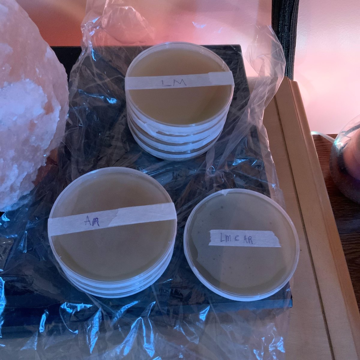 How To Store Agar Plates After Inoculation