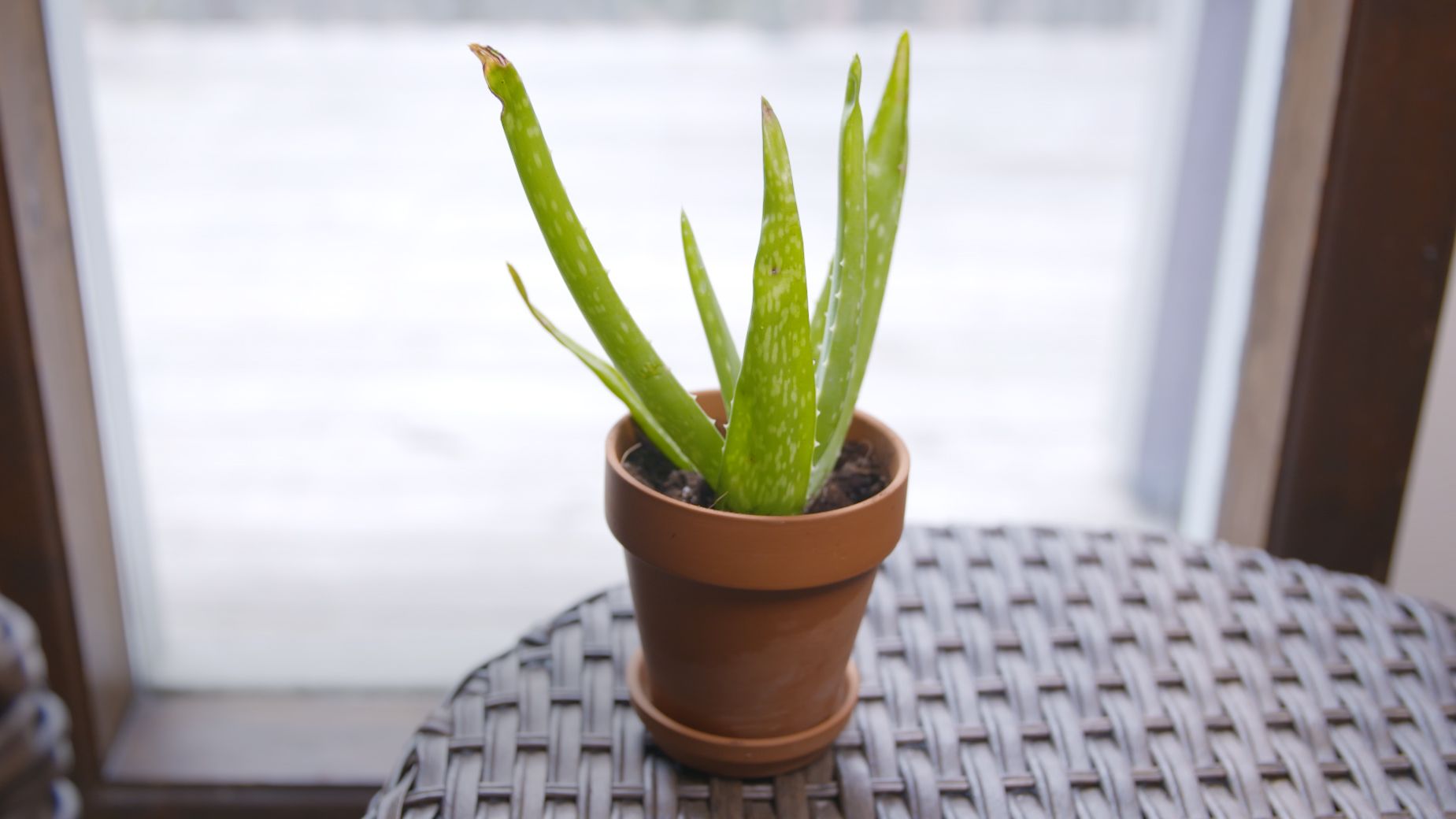 How To Store Aloe Vera Leaf At Home