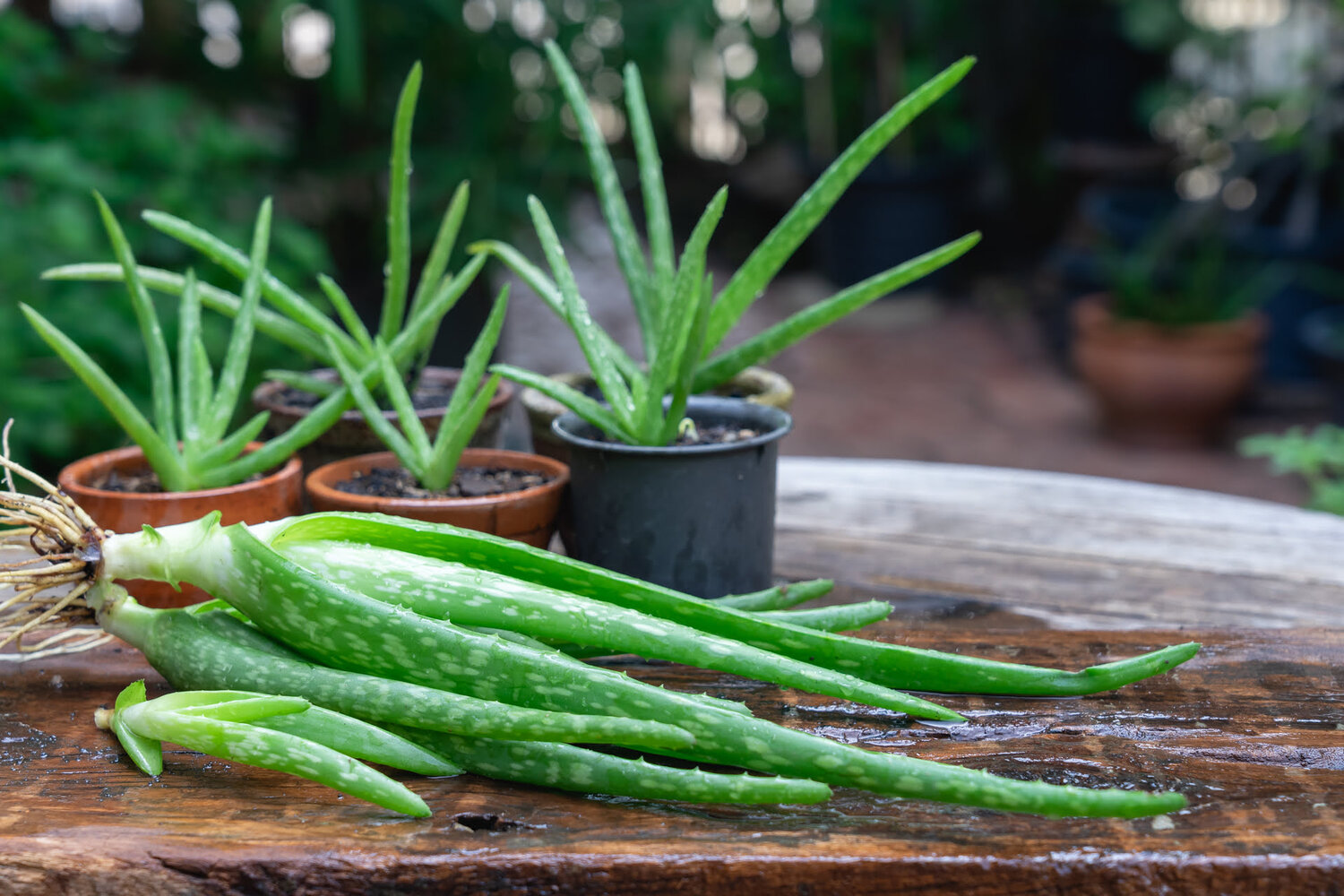 How To Store Aloe Vera Leaf Without Refrigeration