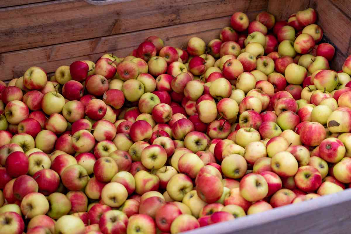 How To Store Apples Long-Term