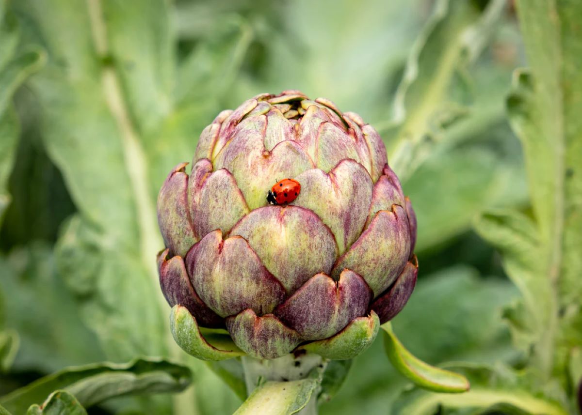 How To Store Artichokes