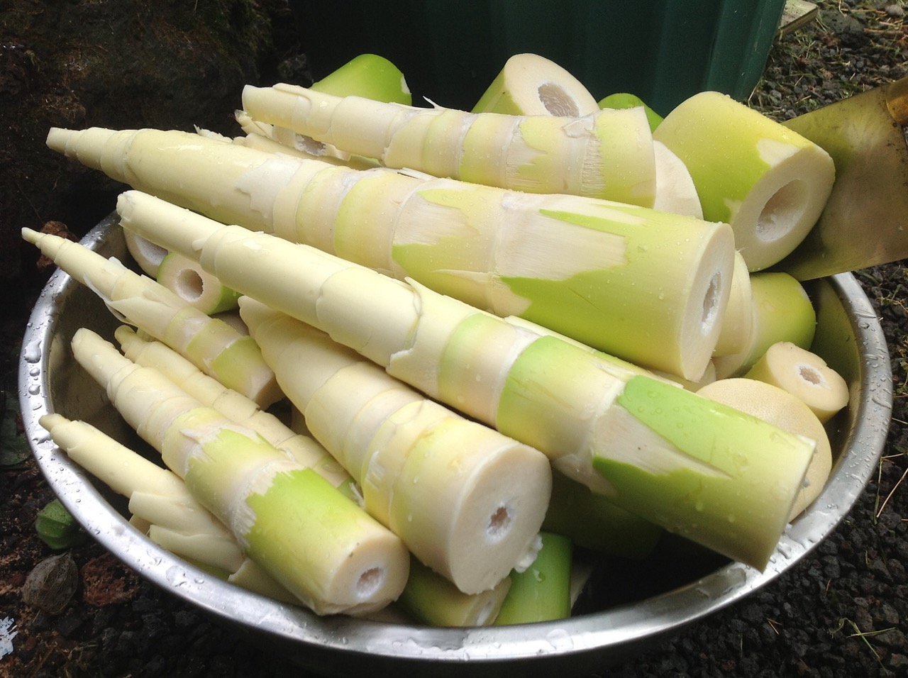 How To Store Bamboo Shoots