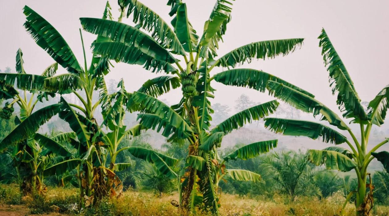 How To Store Banana Trees Over Winter