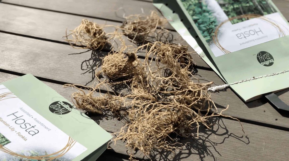 How To Store Bare Root Hostas
