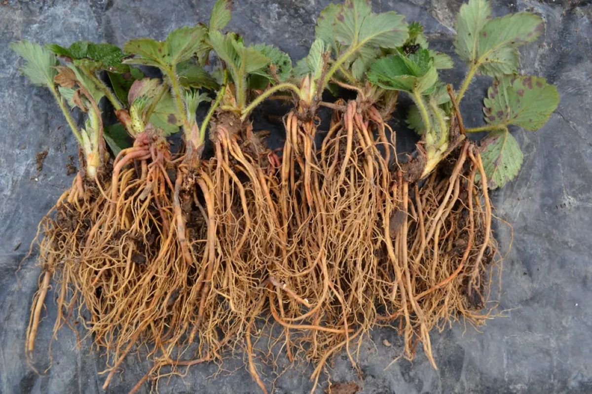 How To Store Bare Root Plants Before Planting