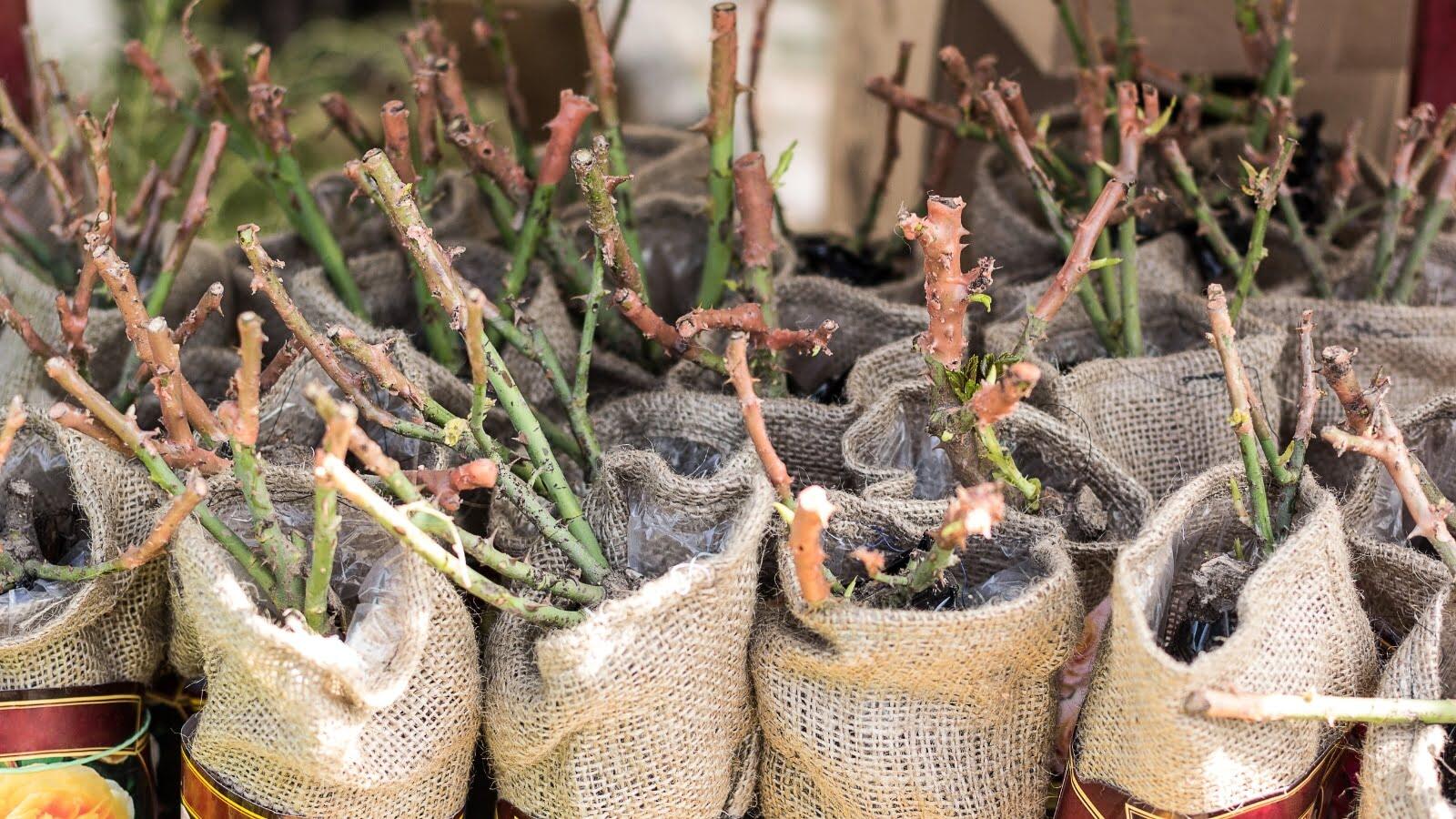 How To Store Bare Root Plants Over Winter