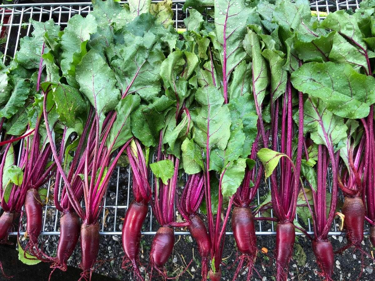 How To Store Beet Greens
