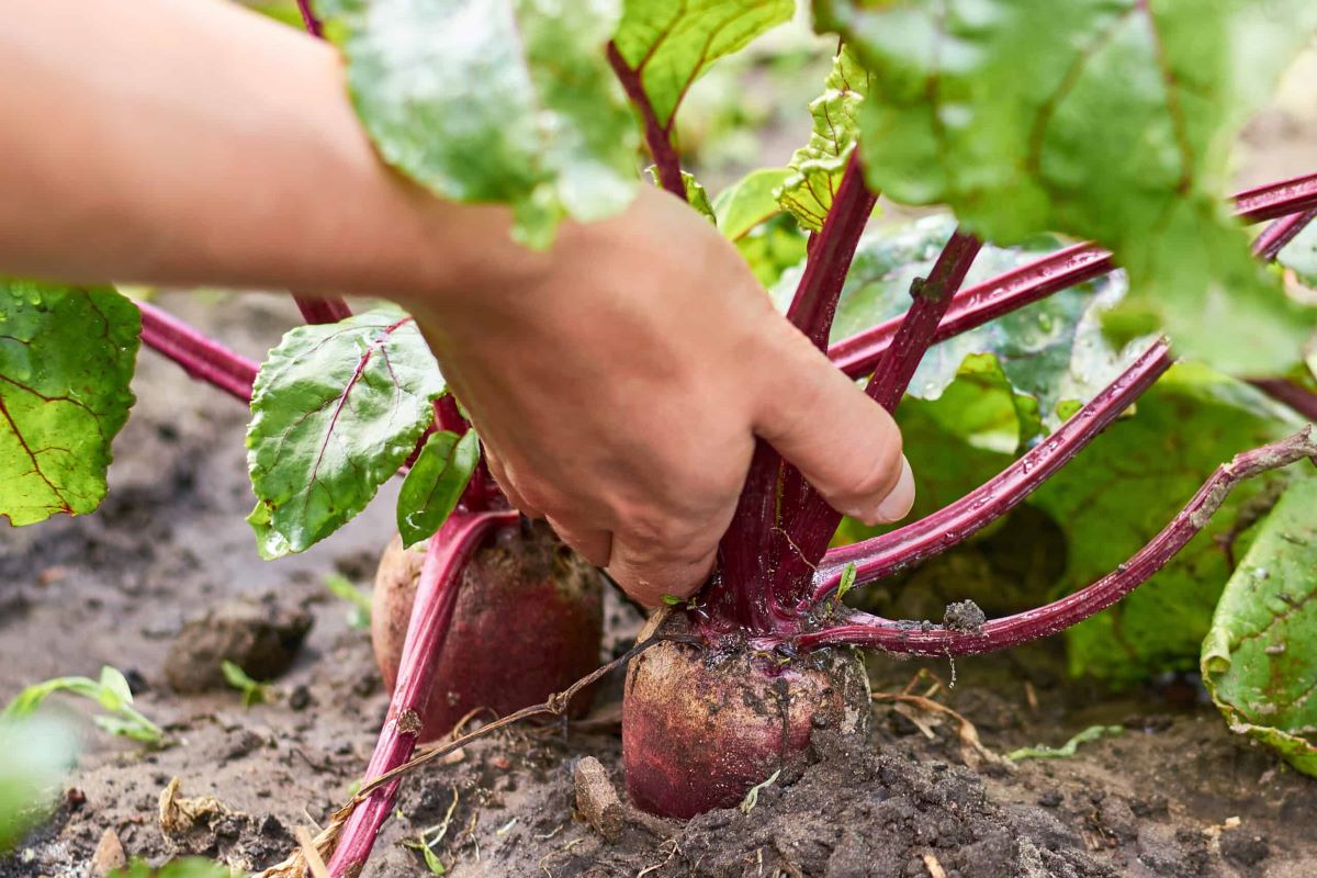 How To Store Beets After Harvest