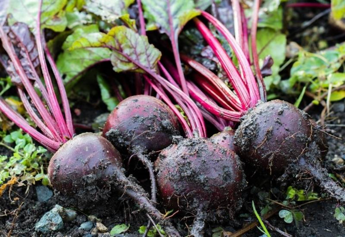 How To Store Beets After Picking