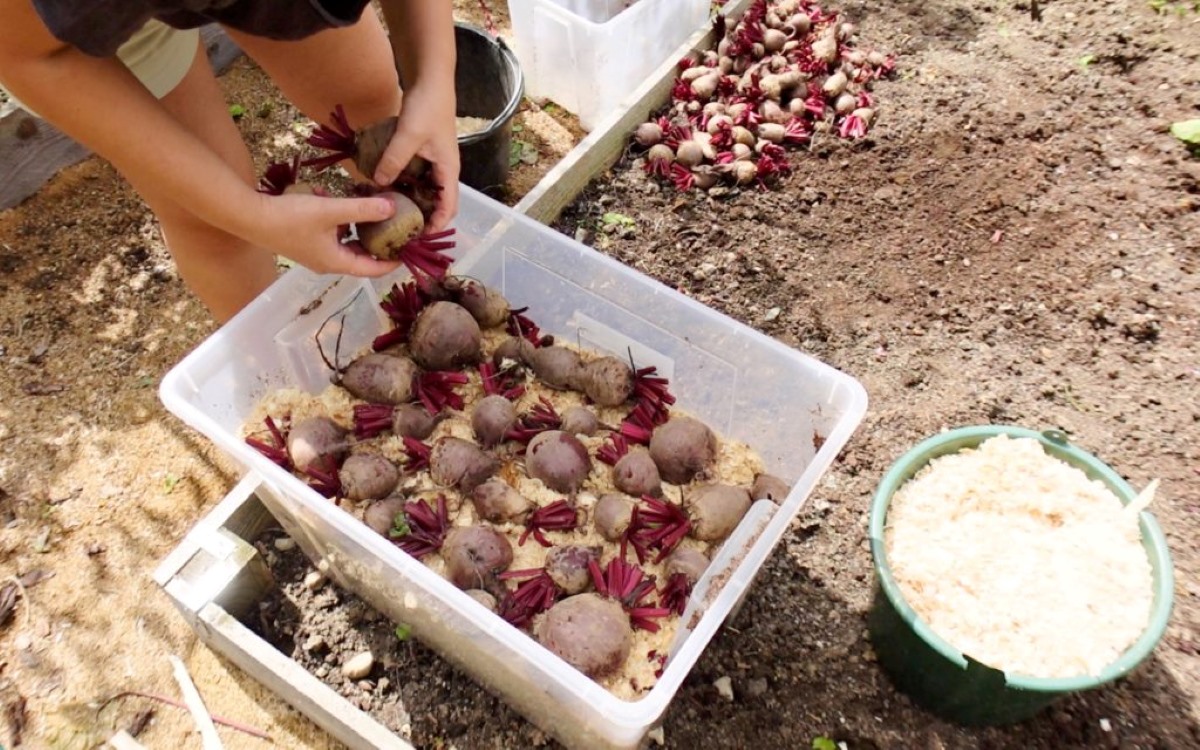 How To Store Beets For The Winter