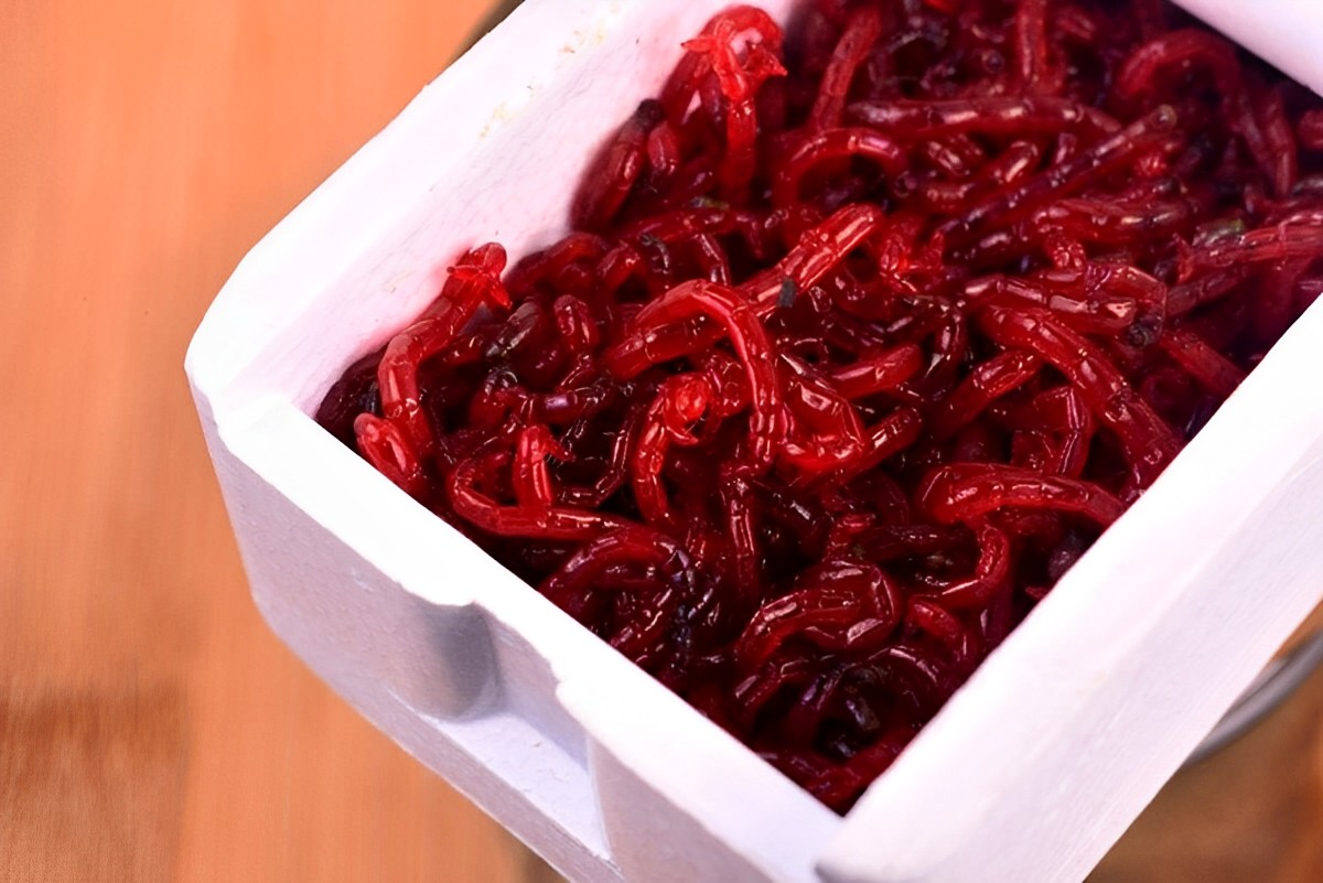 How To Store Blood Worms