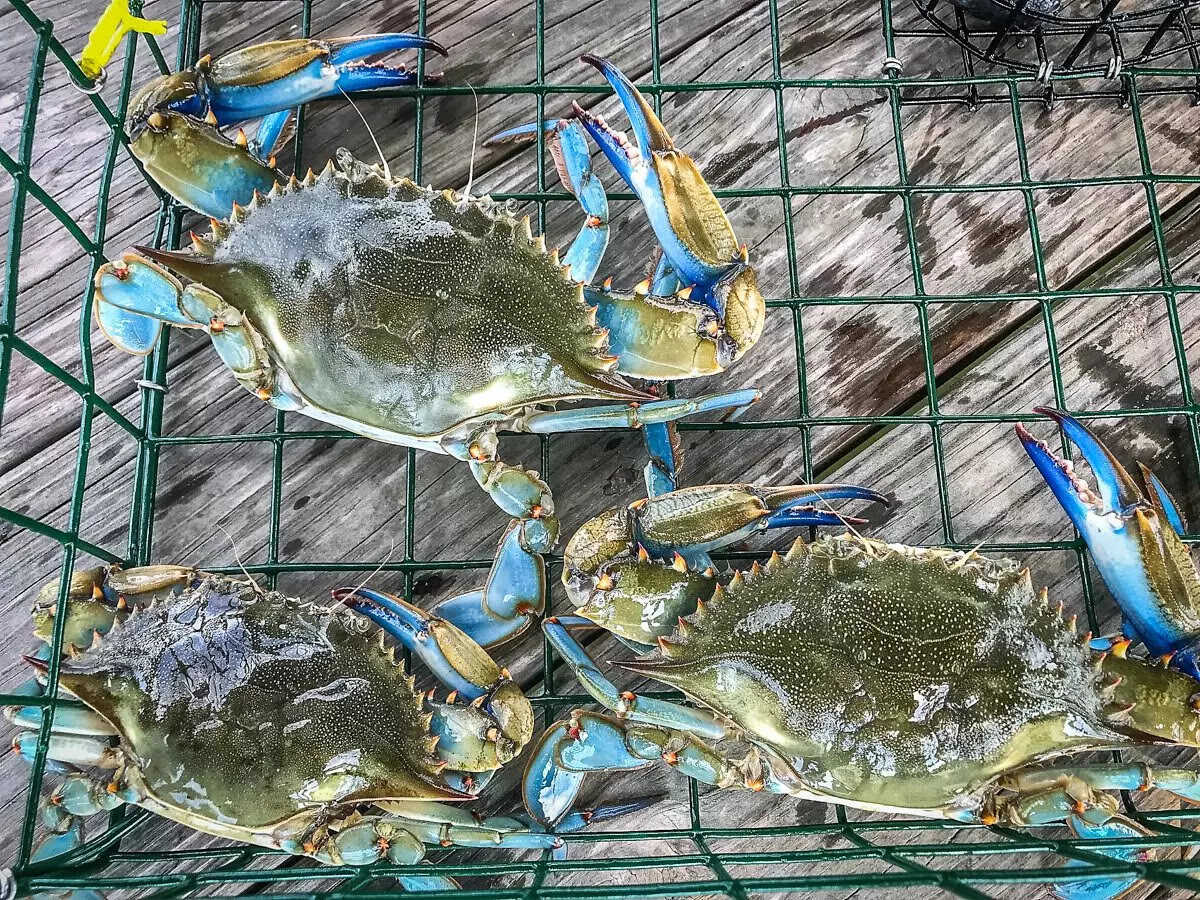 How To Store Blue Crabs