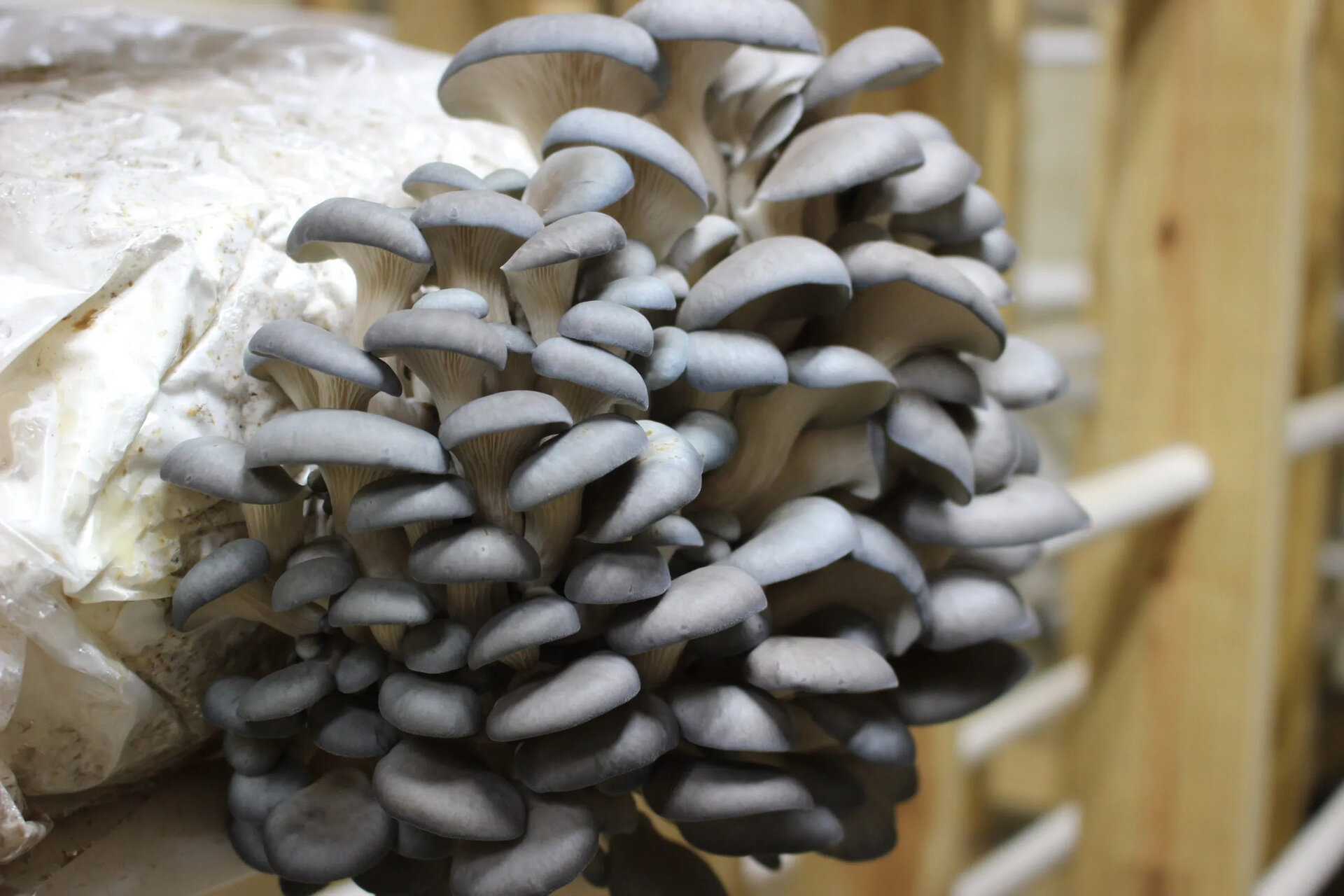 How To Store Blue Oyster Mushrooms