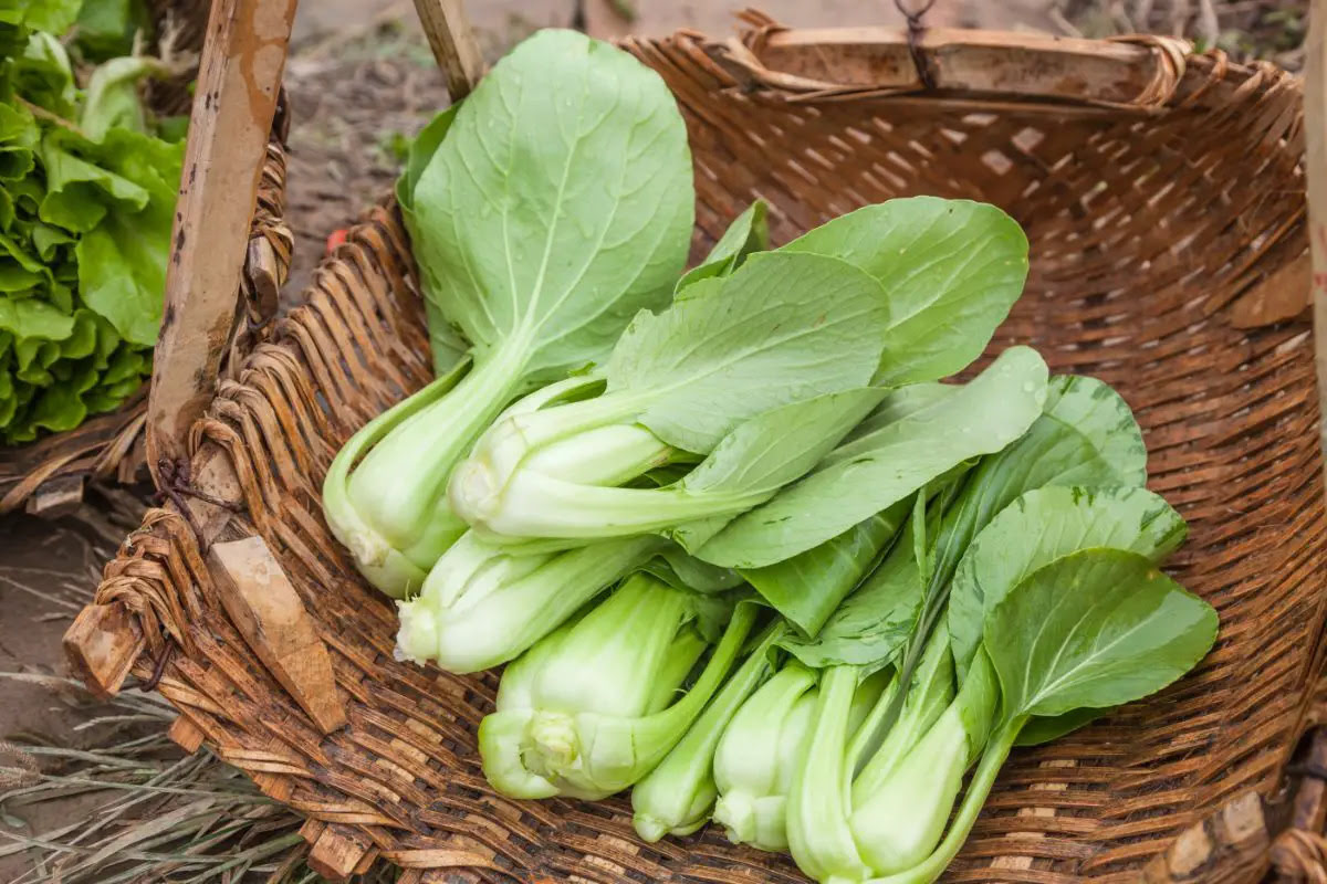 How To Store Bok Choy In The Fridge