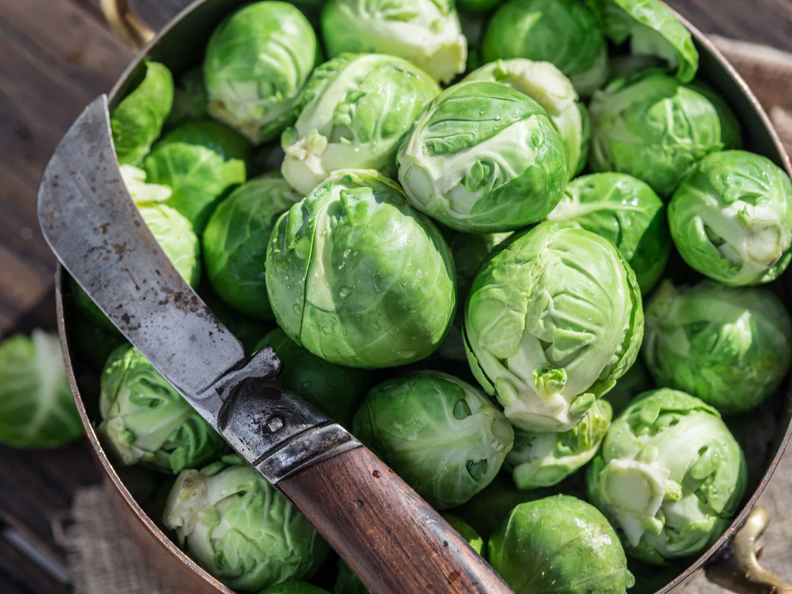 How To Store Brussel Sprouts From The Garden
