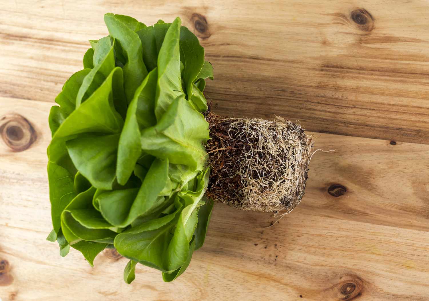 How To Store Butter Lettuce With Roots