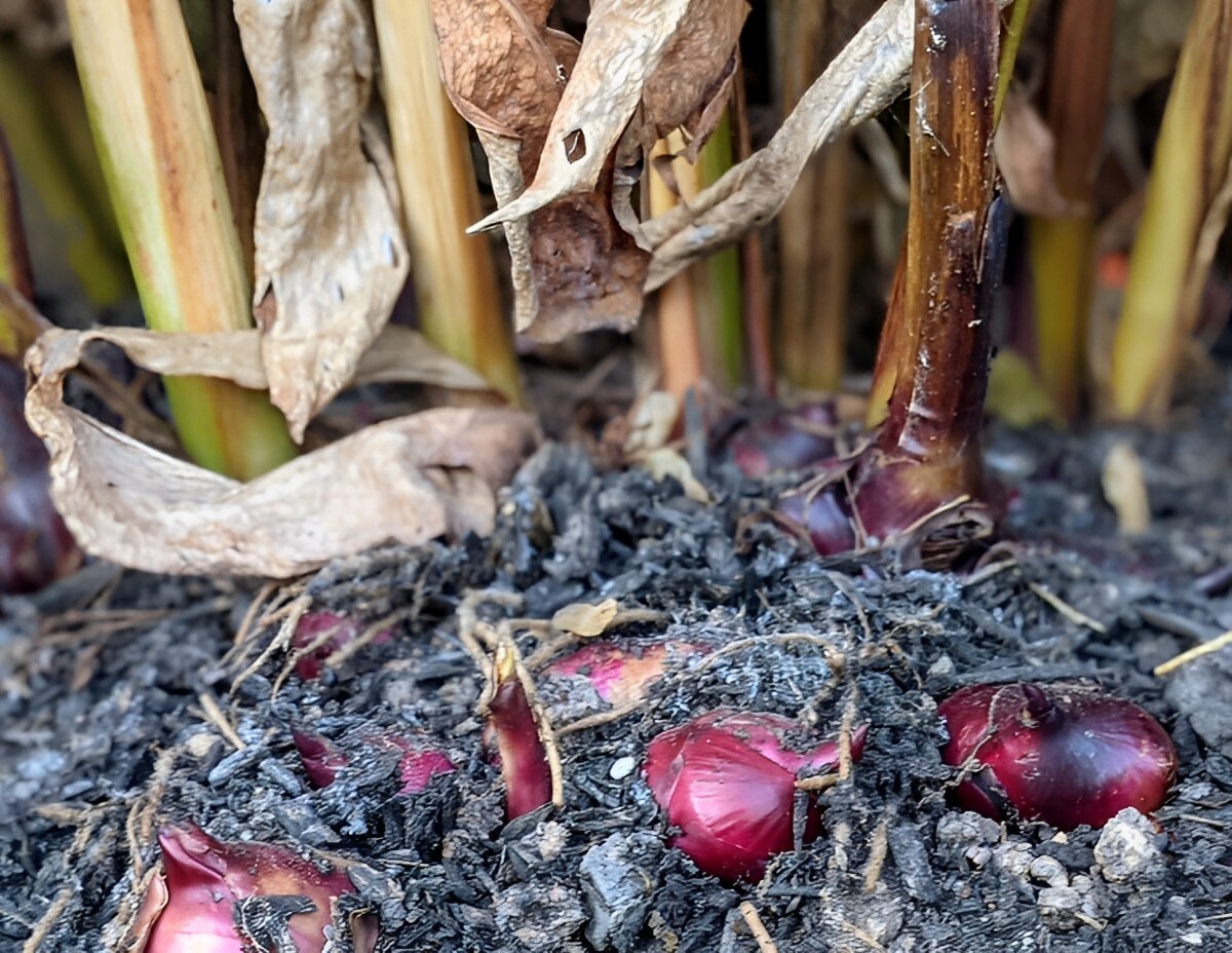How To Store Canna Bulbs For The Winter
