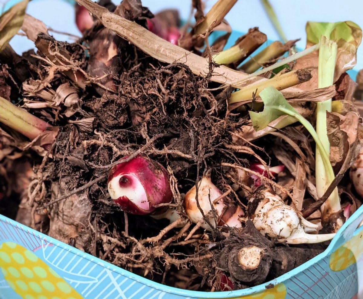 How To Store Canna Lily Bulbs
