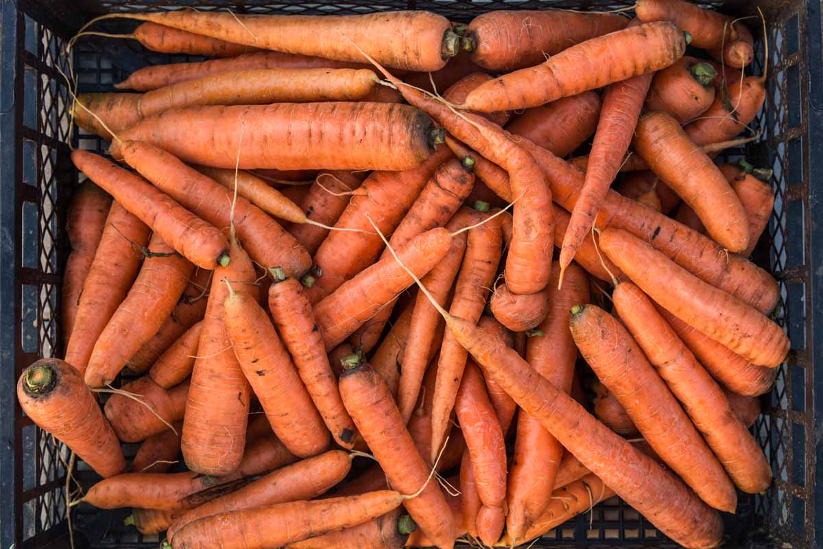 How To Store Carrots In A Root Cellar