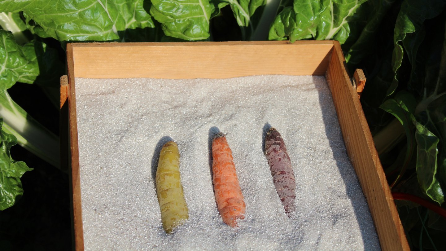 How To Store Carrots In Sand