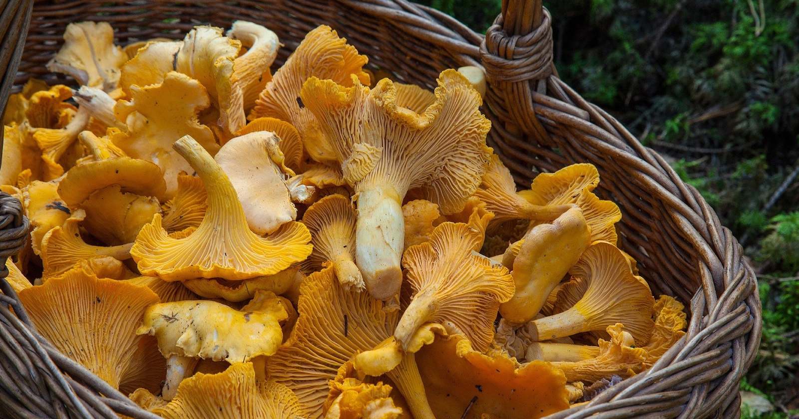 How To Store Chanterelle Mushrooms
