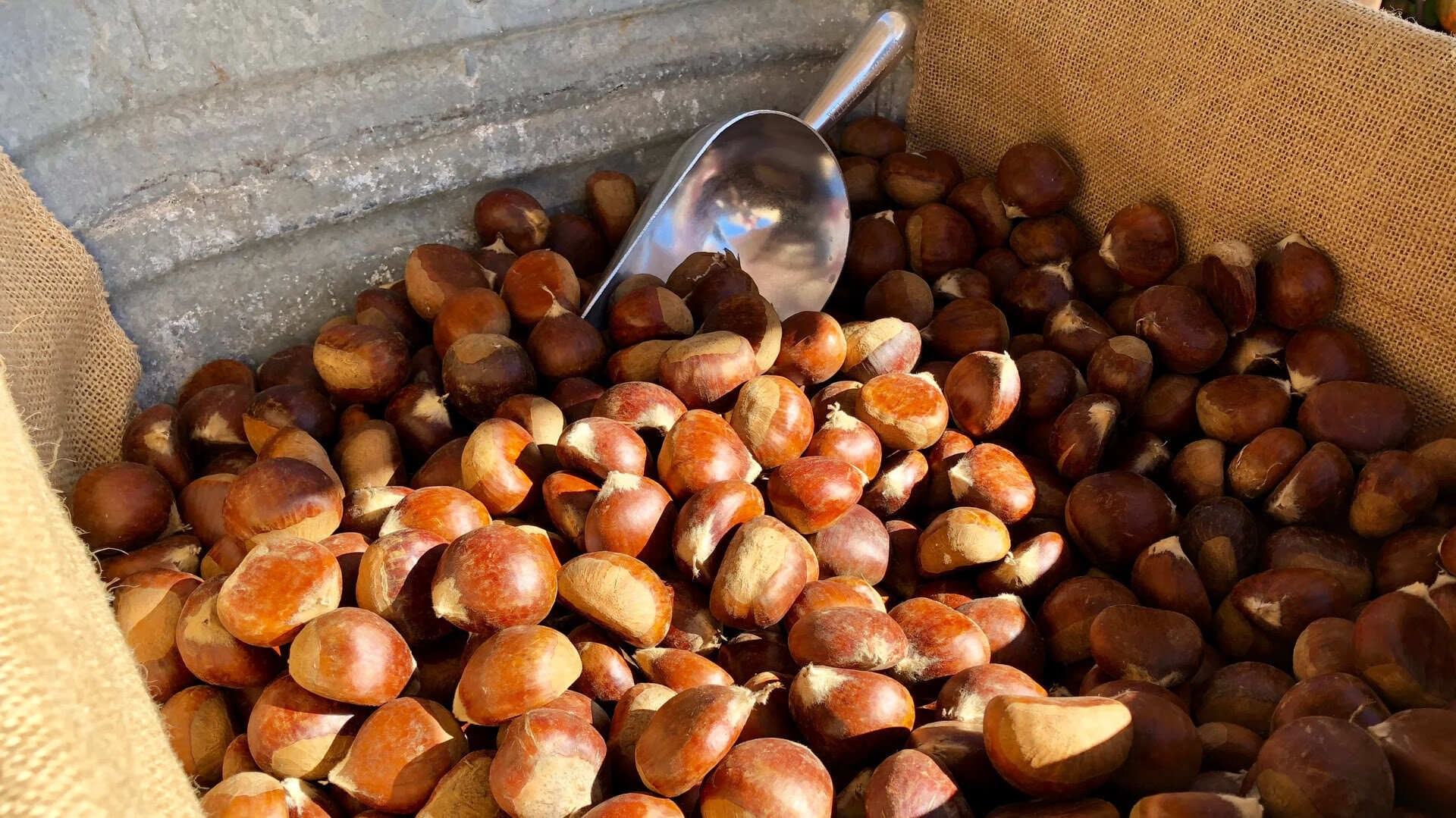 How To Store Chestnuts In Shell