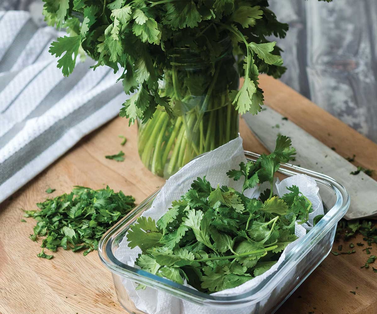 How To Store Cilantro For Months