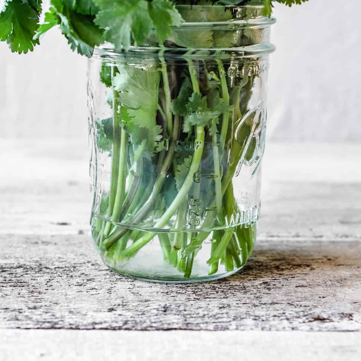 How To Store Cilantro In Water