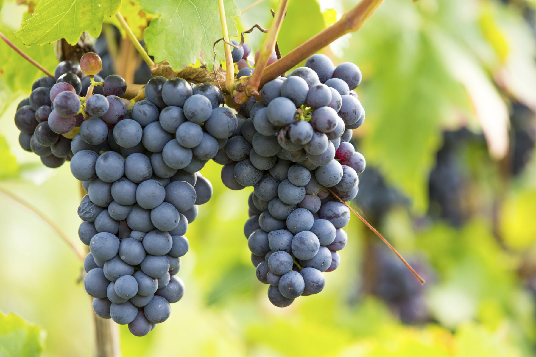 How To Store Concord Grapes