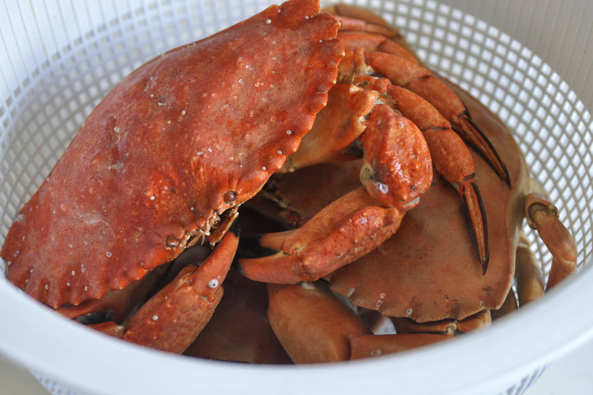 How To Store Cooked Crab
