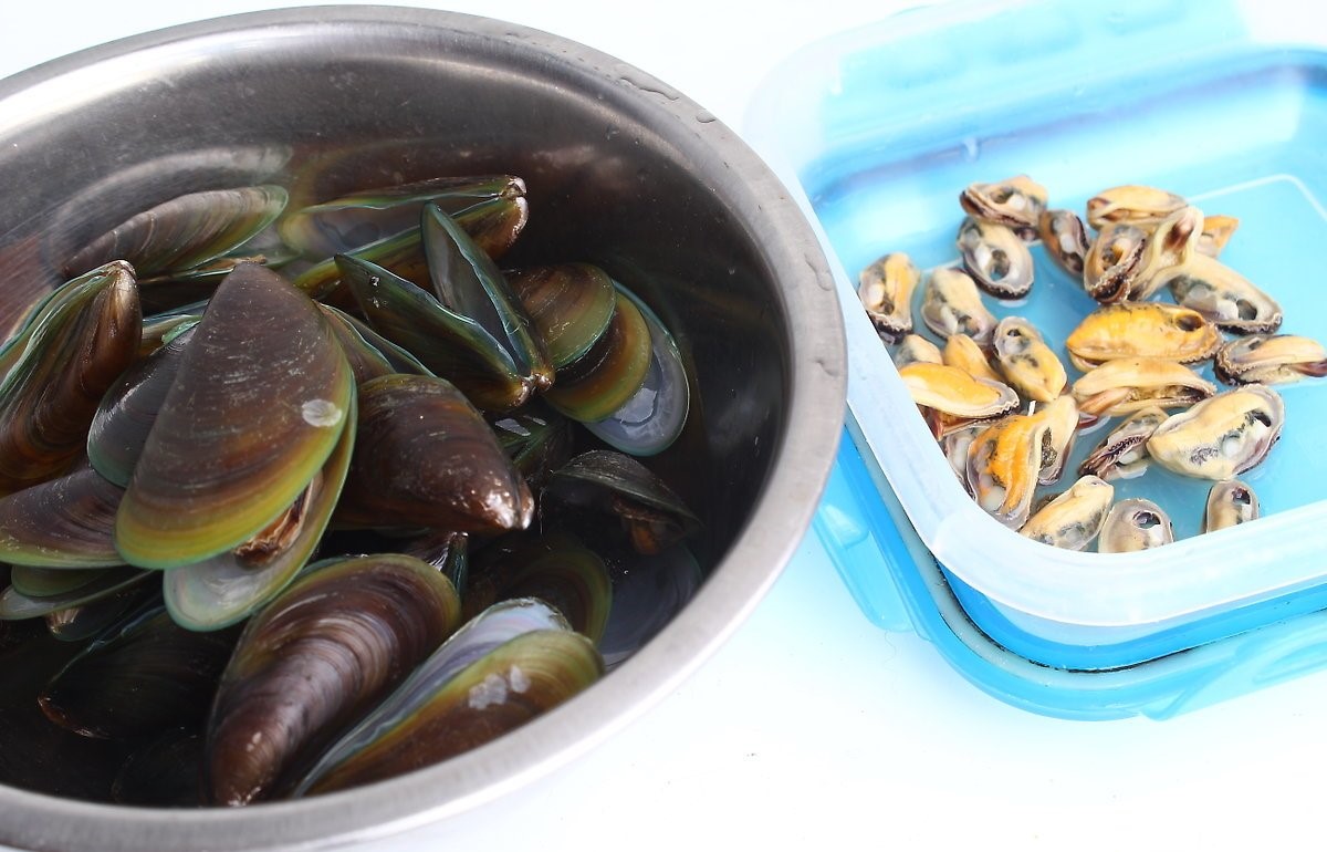 How To Store Cooked Mussels In Fridge