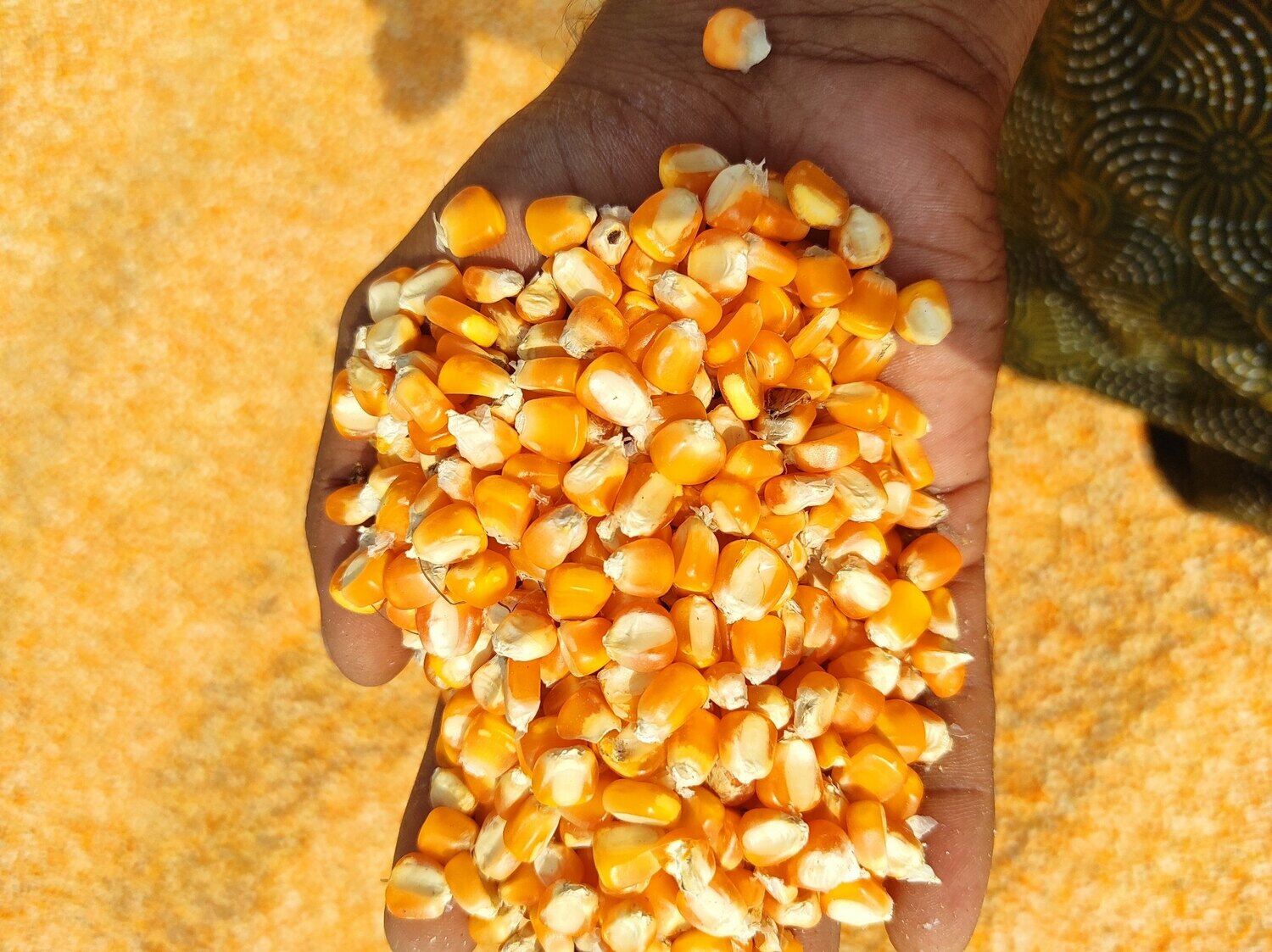 How To Store Corn Seeds For Next Year