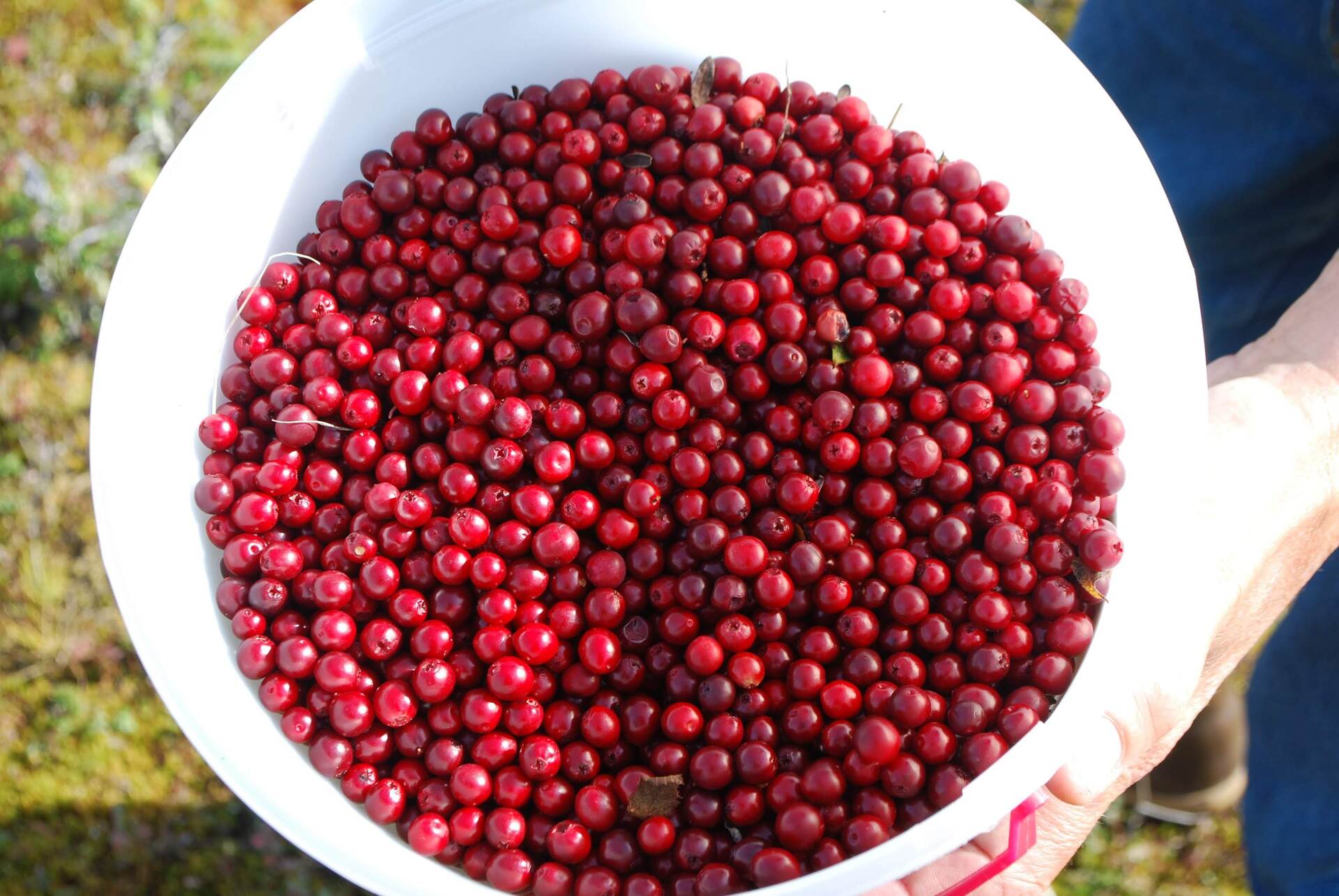 How To Store Cranberries