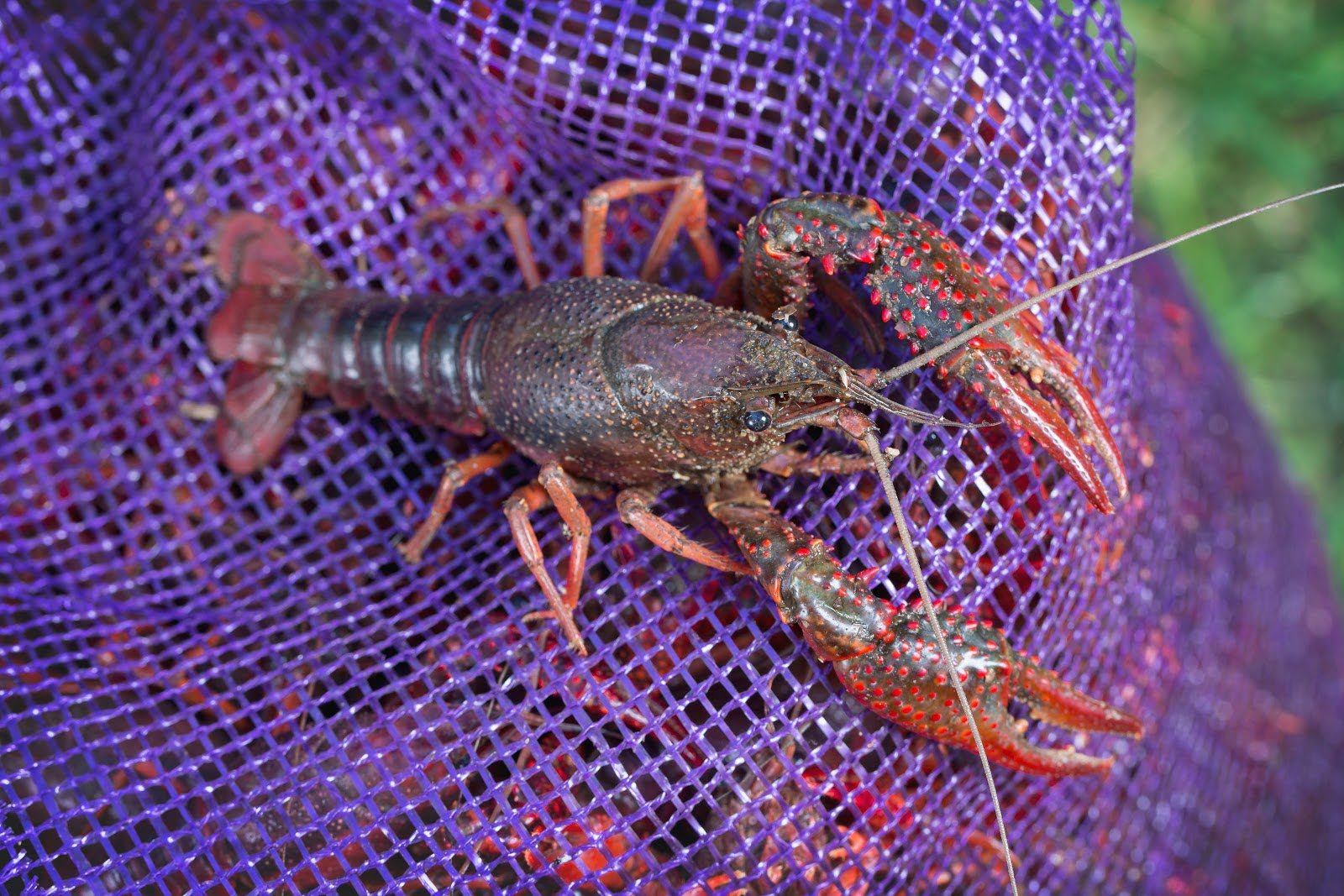 How To Store Crawfish Before Cooking