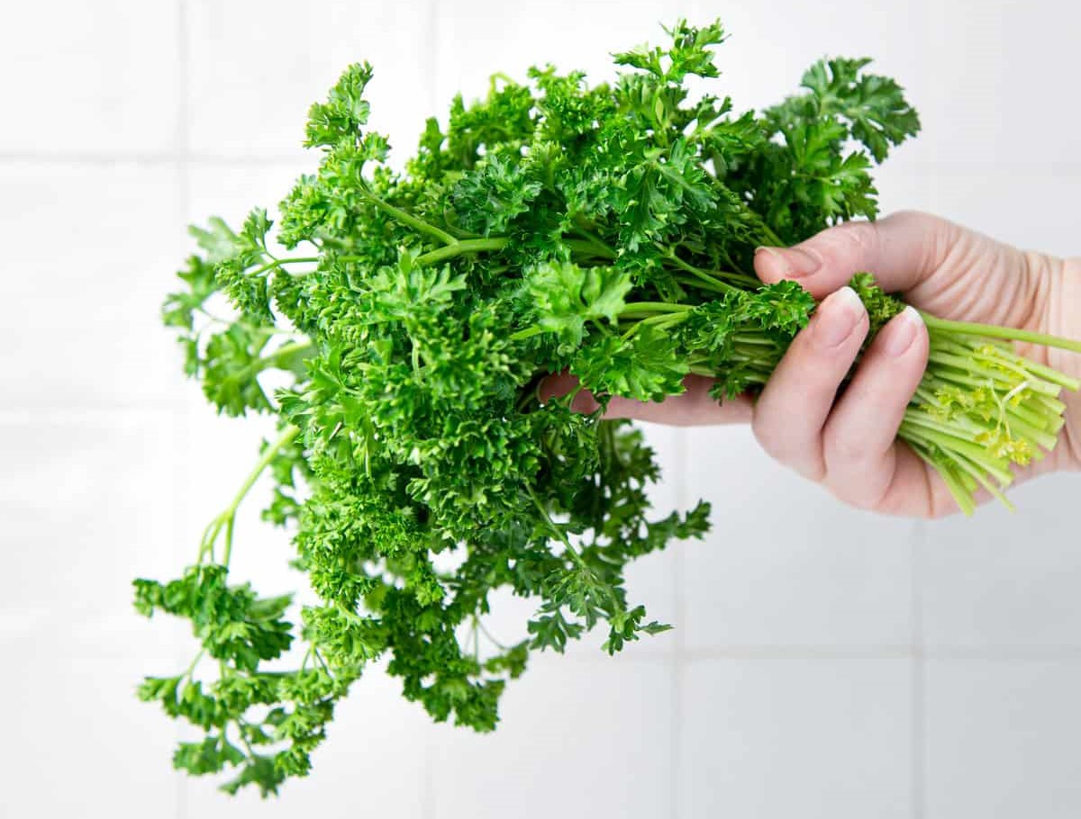 How To Store Curly Parsley