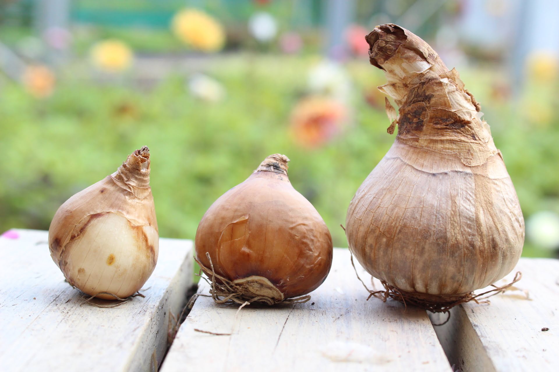 How To Store Daffodil Bulbs Over Summer