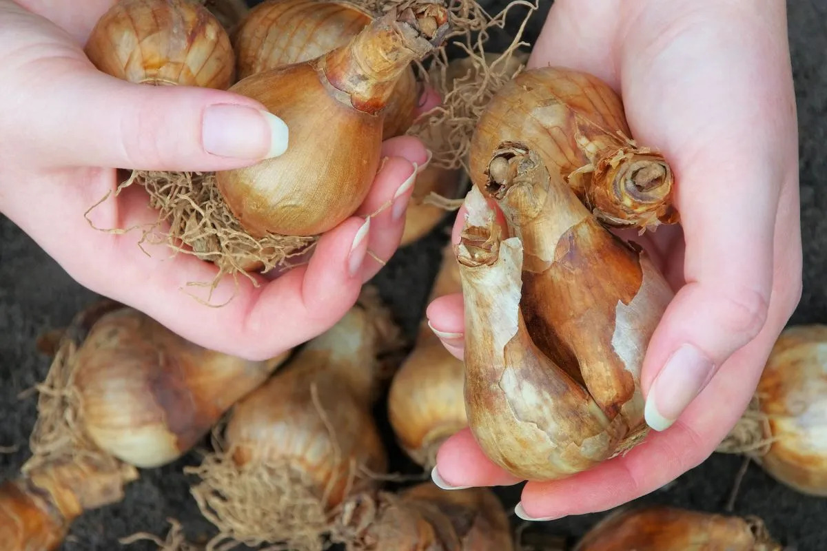 How To Store Daffodil Bulbs Over Winter