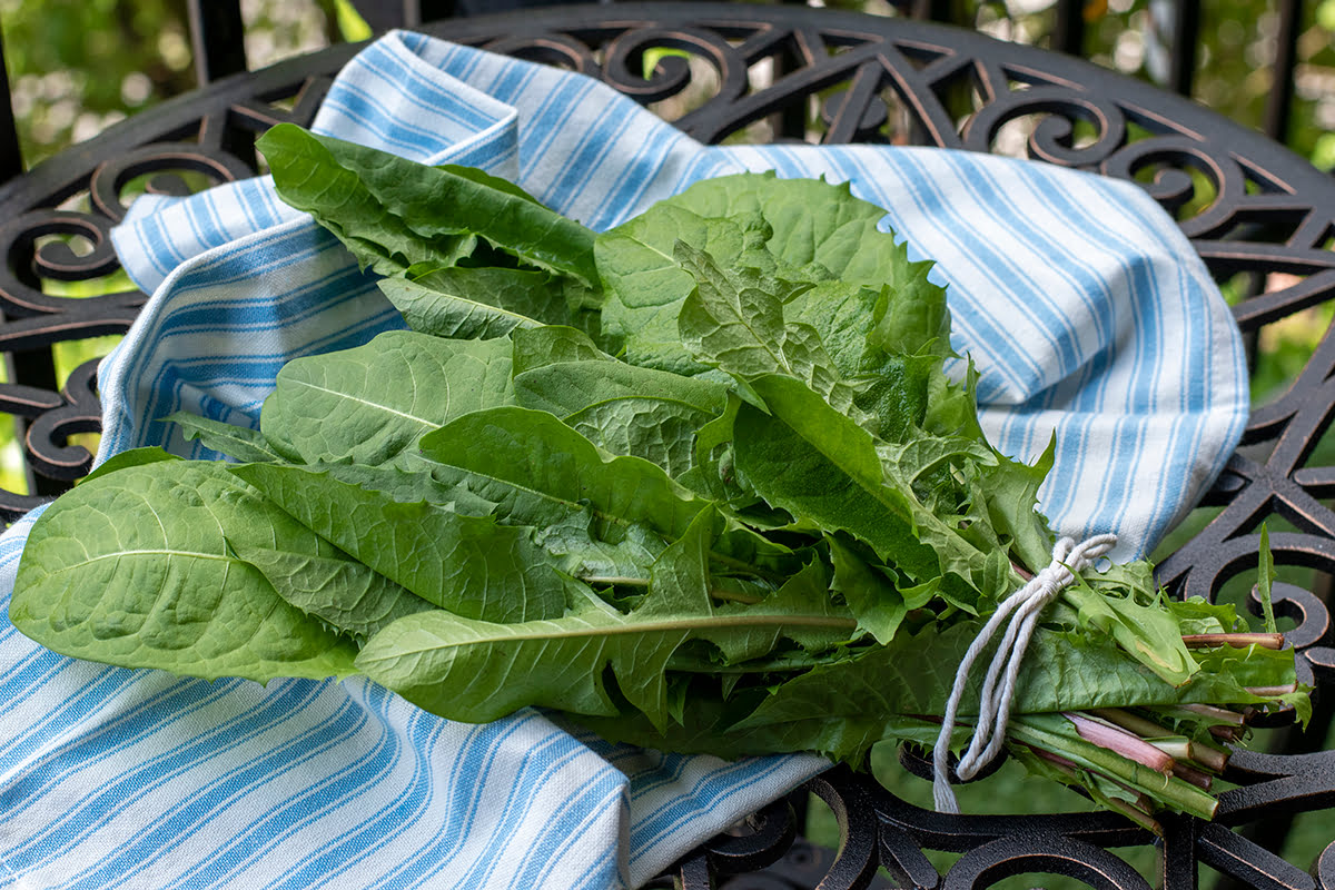 How To Store Dandelion Greens