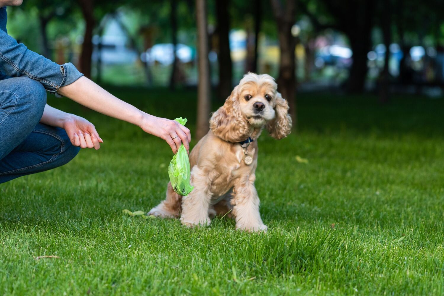 how-to-store-dog-feces-sample-storables