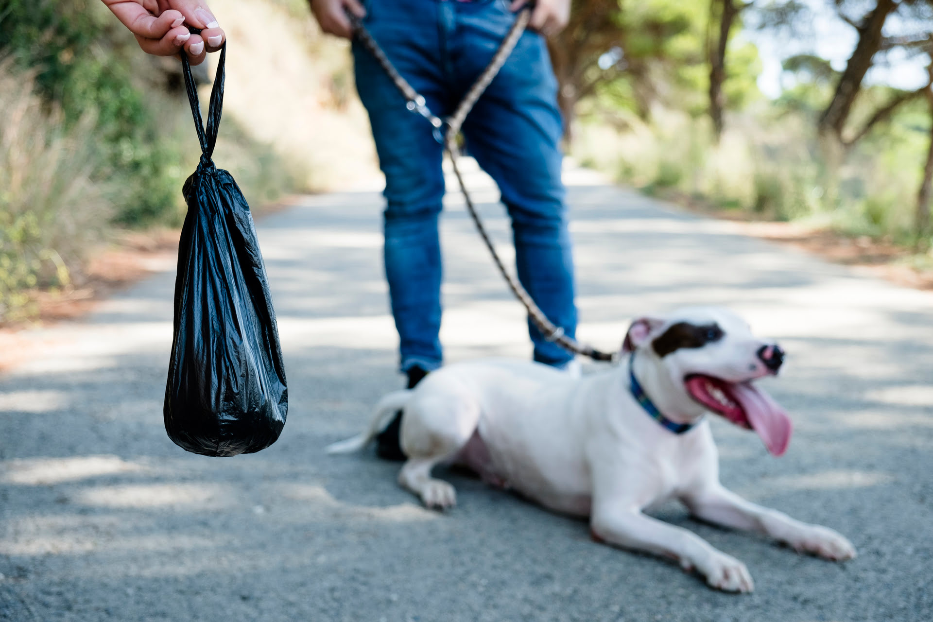 How To Store Dog Poop