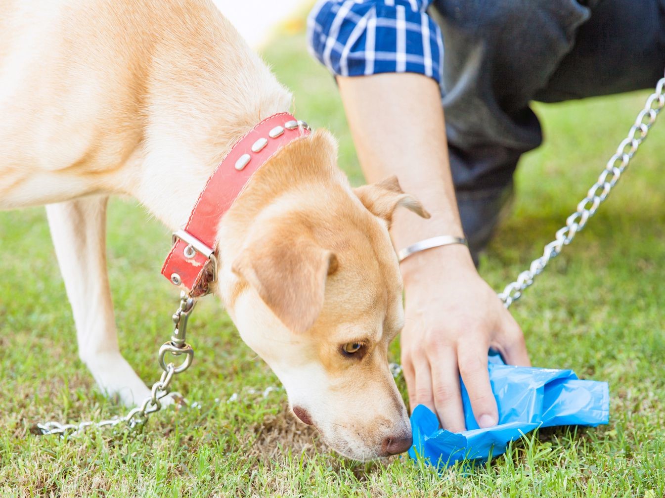 How To Store Dog Poop For Vet