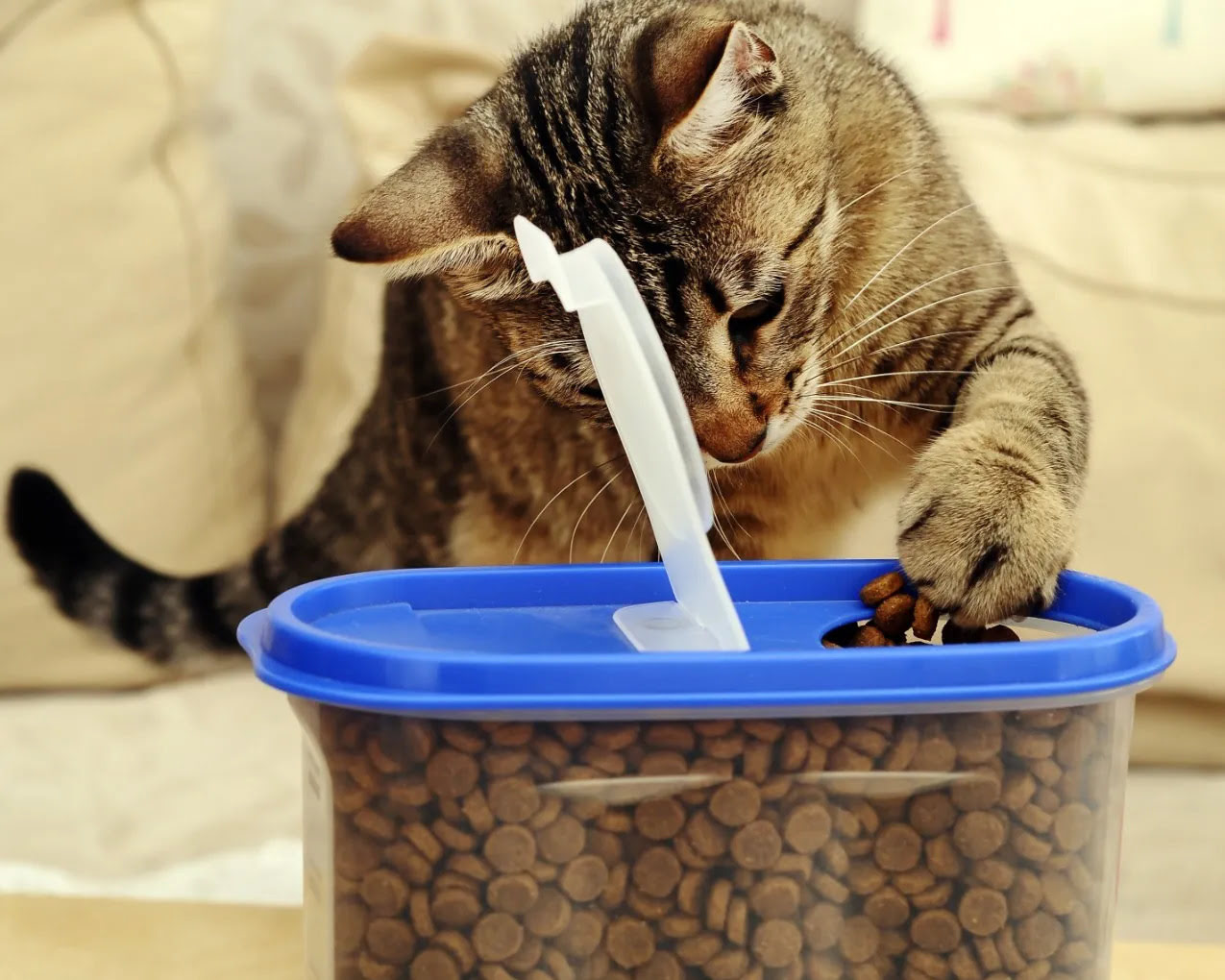 How To Store Dry Cat Food Long Term