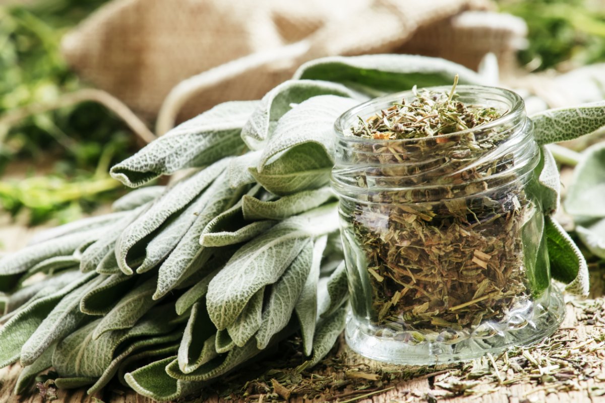 How To Store Dry Sage | Storables