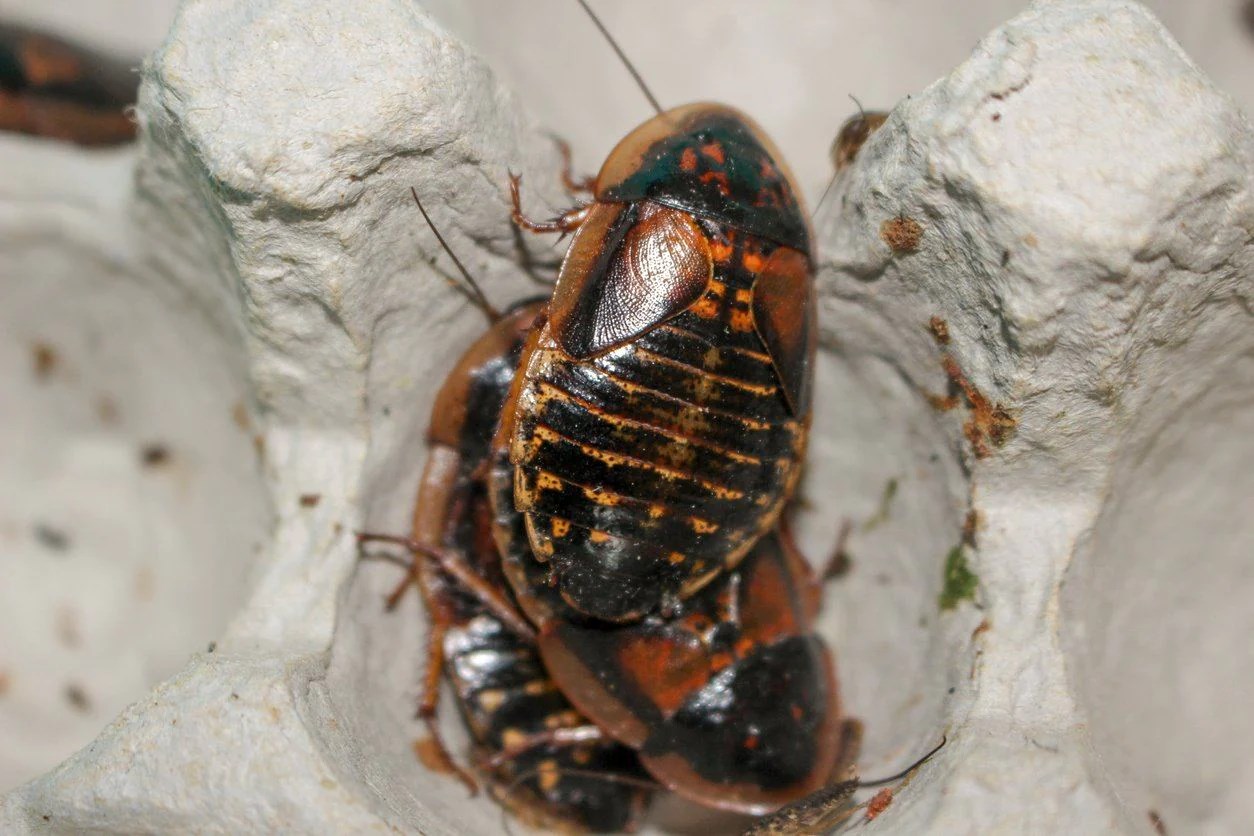 How To Store Dubia Roaches