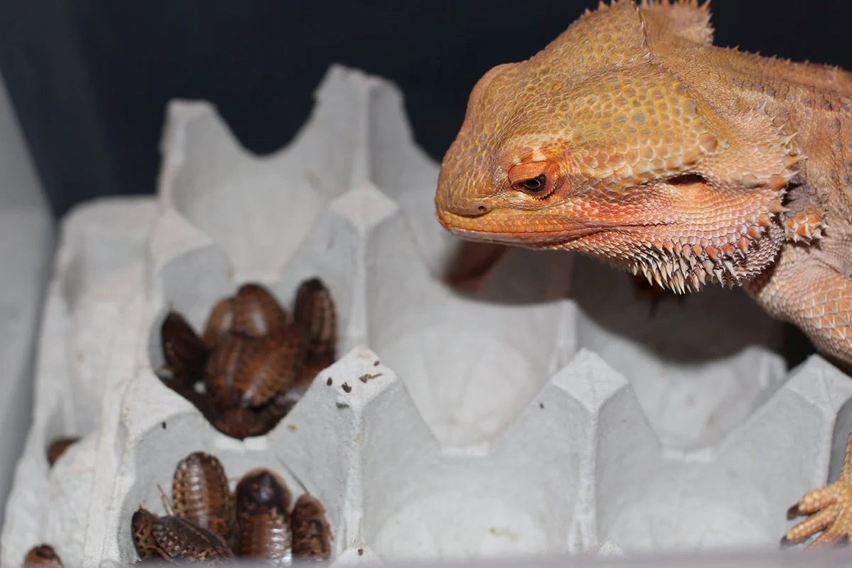 How To Store Dubia Roaches For Bearded Dragons