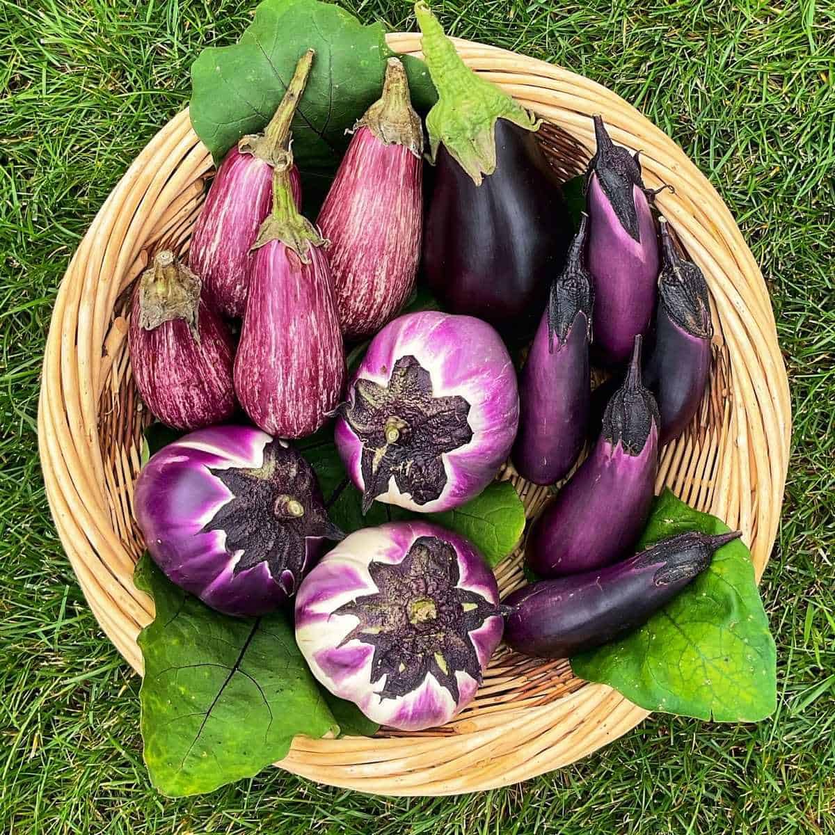 How To Store Eggplant Long Term