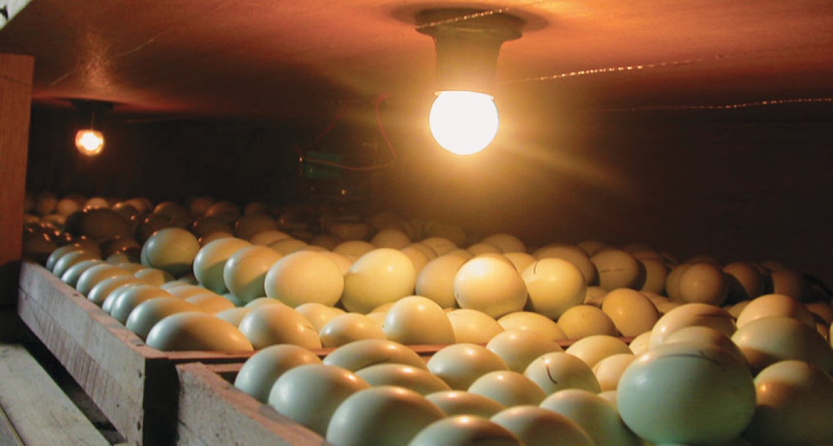How To Store Eggs For Incubation