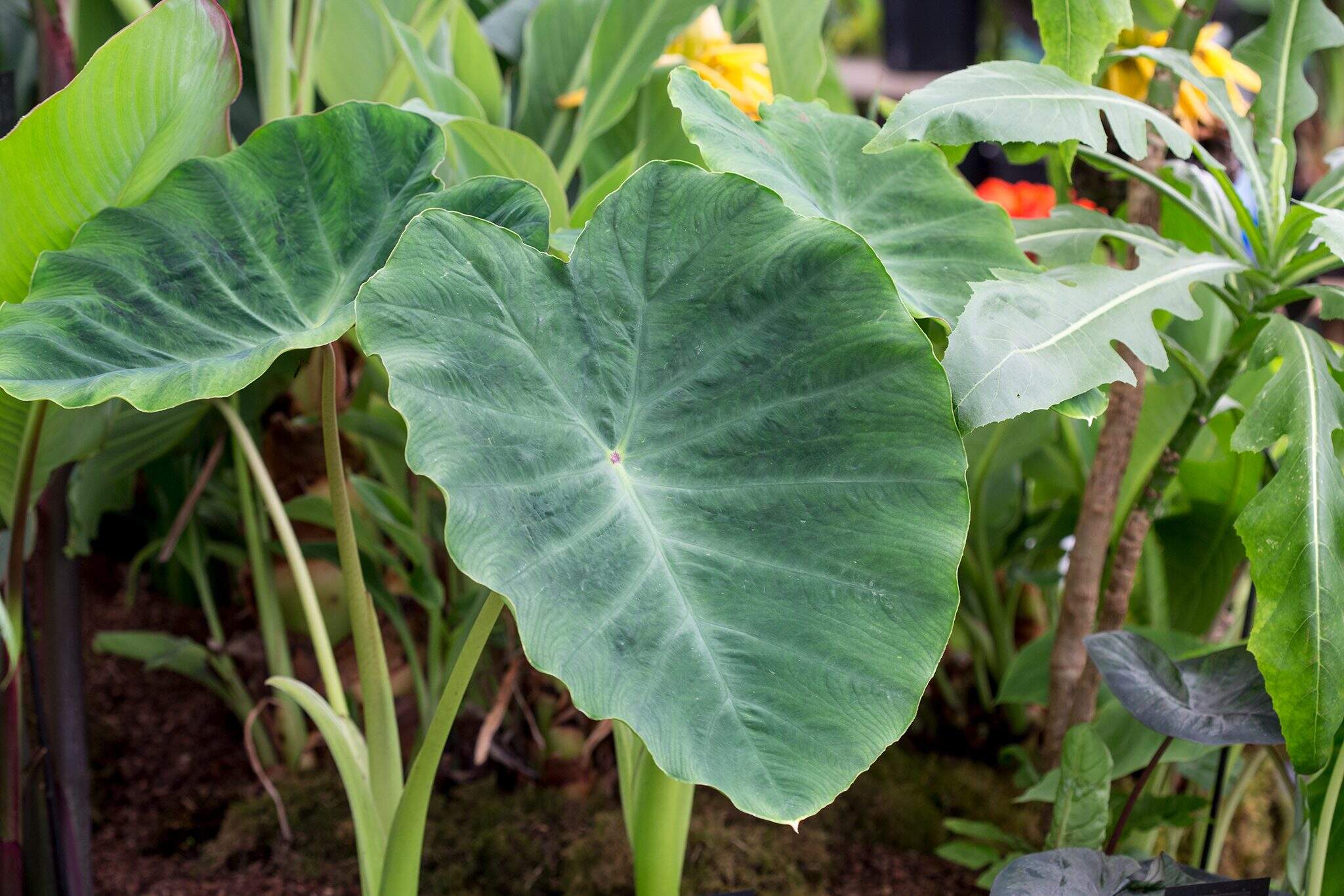 How To Store Elephant Ears