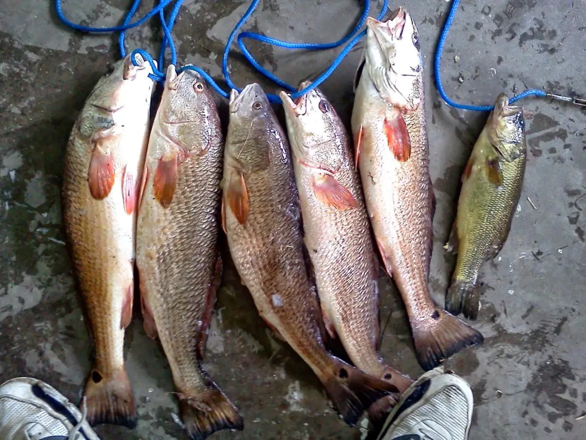 How To Store Fish After Catching